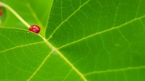 Ladybug on a green leaf Stock Photos