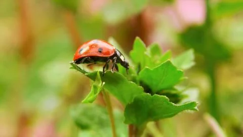Ladybug on the green leaf Stock Photos