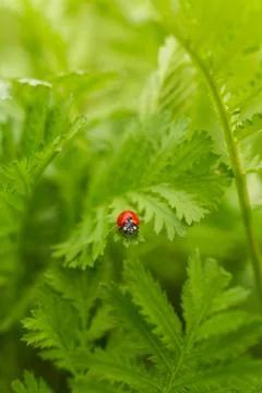 Ladybug on the green leaf Stock Photos