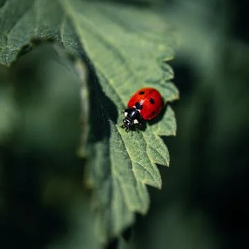 Ladybug on a green leaf 库存照片