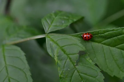Ladybug on green leaf Stock Photos