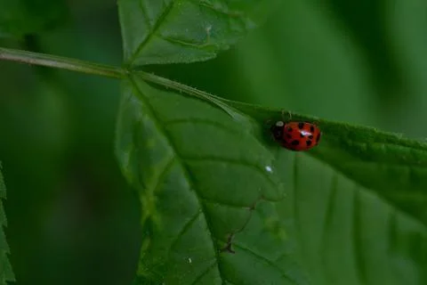 Ladybug on green leaf Foto stock