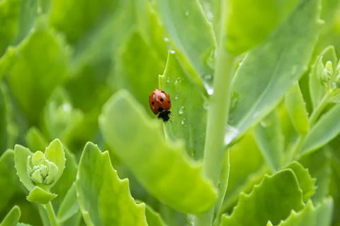 Ladybug on green leaf Stock Photos
