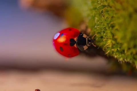 A ladybug is on a green leaf Stock-Fotos