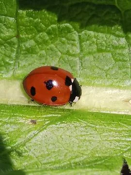 Ladybug on a green leaf Stockfoto's