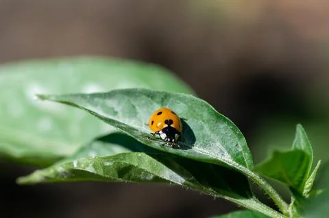 Ladybug on a green leaf Stock Photos