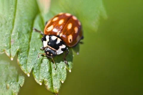 Ladybug on a green leaf. Red insect, macro. Foto stock