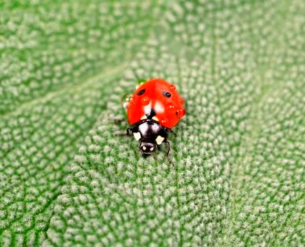 Ladybug on green leaf sage Stock Photos