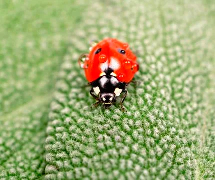 Ladybug on green leaf sage Stock Photos