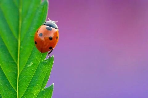 Ladybug on green leaf in a sunny day Stock Photos