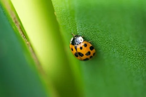 Ladybug on a green leaf texture Stock Photos