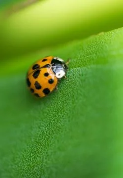 Ladybug on a green leaf texture Stock Photos