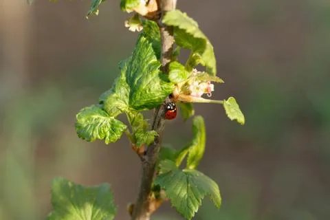 Ladybug on green leaf on a tree branch in nature Photos