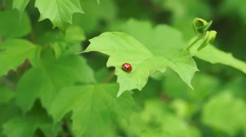 Ladybug on green leaves. Stock-Footage 38225418