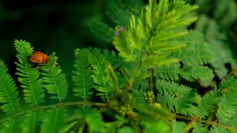 Ladybug on the green leaves Stock Footage 230212366