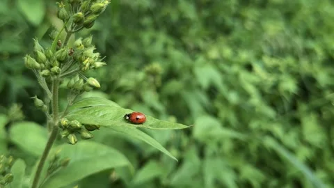 Ladybug on green leaves in spring, nature insect detail Video stock 344050432