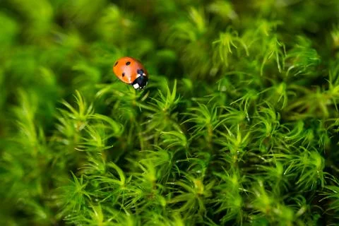 Ladybug on the green moss, close up with small depth of field Stock Photos