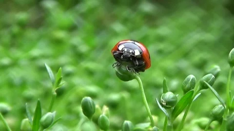 Ladybug on a green moss. Stock Footage 53870684