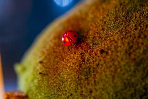 A ladybug is on a green mossy surface 스톡 사진