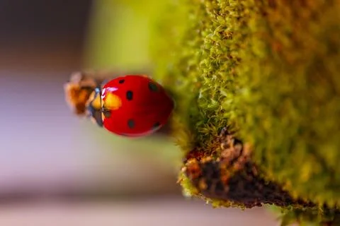 A ladybug is on a green mossy surface Stock-Fotos
