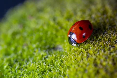 A ladybug is on a green mossy surface Stock-Fotos