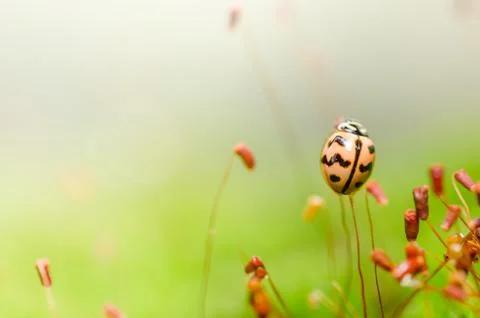Ladybug in green nature Stock Photos
