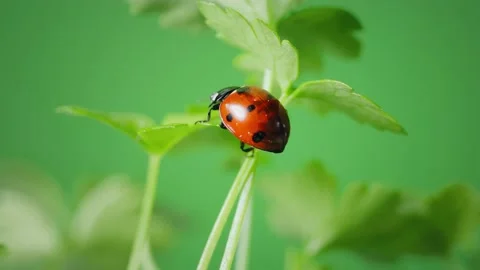 Ladybug on green parsley leaf 스톡 동영상 237399830