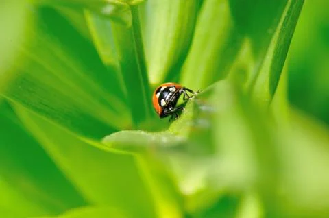 Ladybug in green Stock Photos