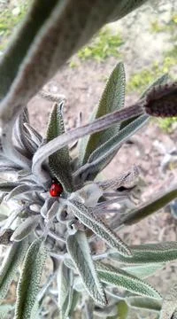 Ladybug in green Stock Photos