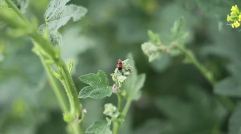 Ladybug on a green plant, close up, shallow DOF Video stock 54800959