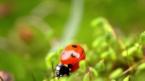 Ladybug on Green Plant Closeup. Stock Footage 307264810