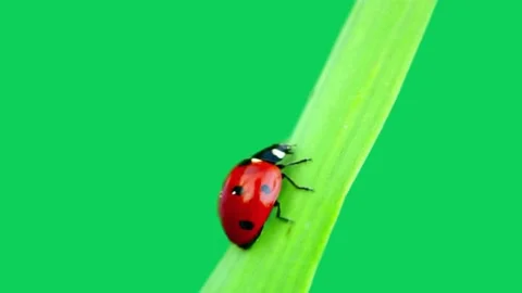 Ladybug on Green Screen Stock Footage 295933018