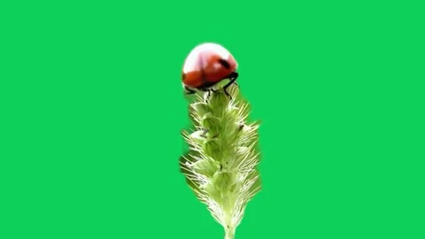 Ladybug on Green Screen Stock Footage 295933019