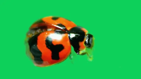 Ladybug on Green Screen Stock Footage 295933020