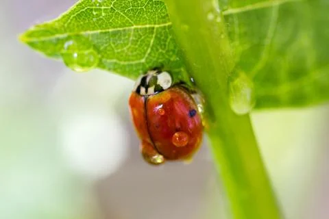 Ladybug on a green stalk Stock Photos