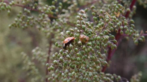 Ladybug grooming Stock Footage 83109285