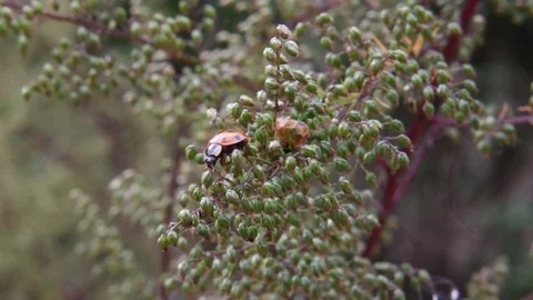 Ladybug grooming Stock Footage 83109327