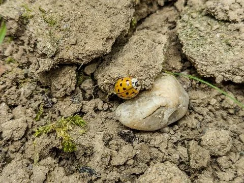 Ladybug on the ground - closeup Stockfoto's