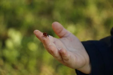 A ladybug on the hand of a child Stock Photos