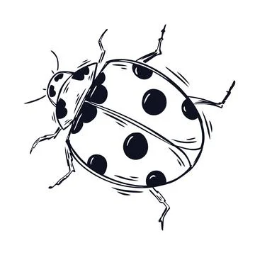 Ladybug. Hand drawn vector illustration of a cute ladybug Stock Illustration