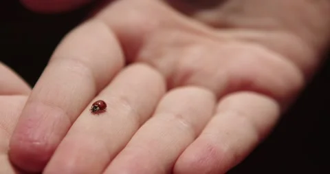 Ladybug on the hand Stock Footage 131570498