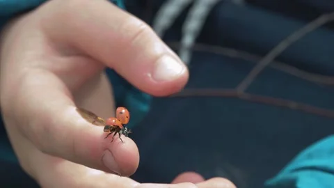 Ladybug on hand Stock Footage 270314156
