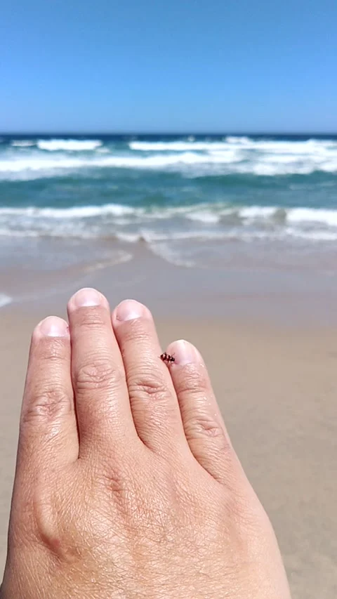 Ladybug in the hand of a man with the sea in the background Stock Footage 233599347