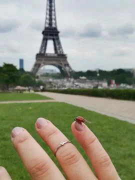 Ladybug in a hand. Stock Photos