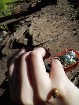 Ladybug on hand Stock Photos