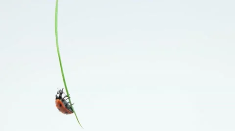 Ladybug hanging on the grass and washes Stock Footage 52770430