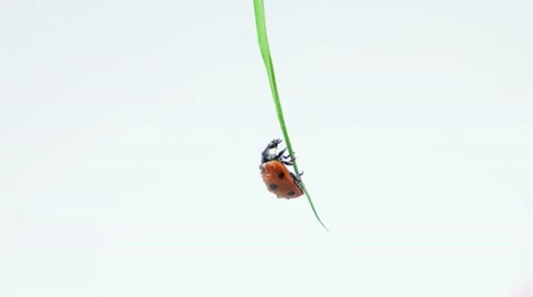Ladybug hanging on the thin grass and washes Stock Footage 52770468