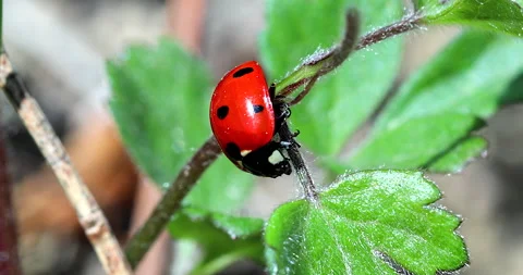 Ladybug Hanging Upside Down Video stock 151976884