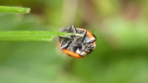 Ladybug hanging upside down on thin green grass blade. 스톡 동영상 336864777