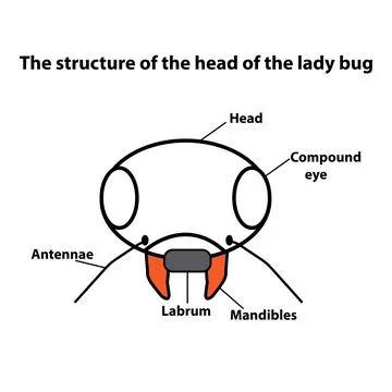 Ladybug head Stock Illustration